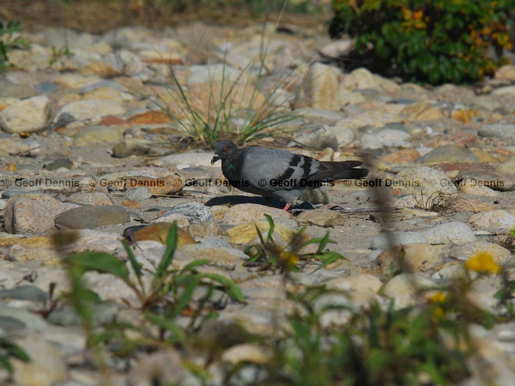 ROPI-AC_Rock-Pigeon