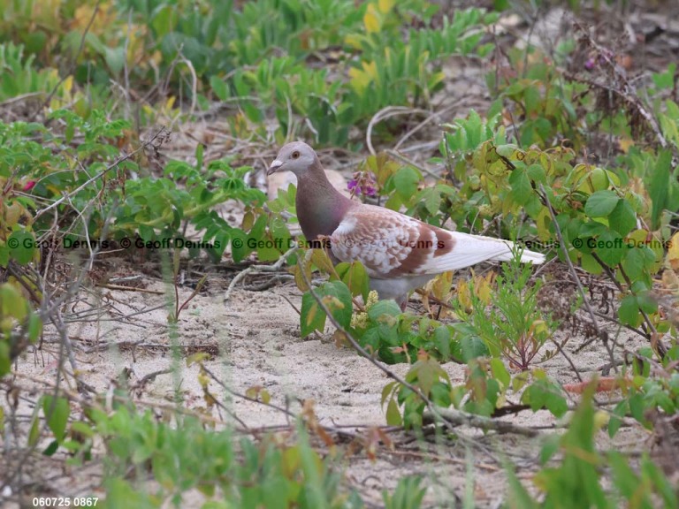 ROPI-AD_Rock-Pigeon