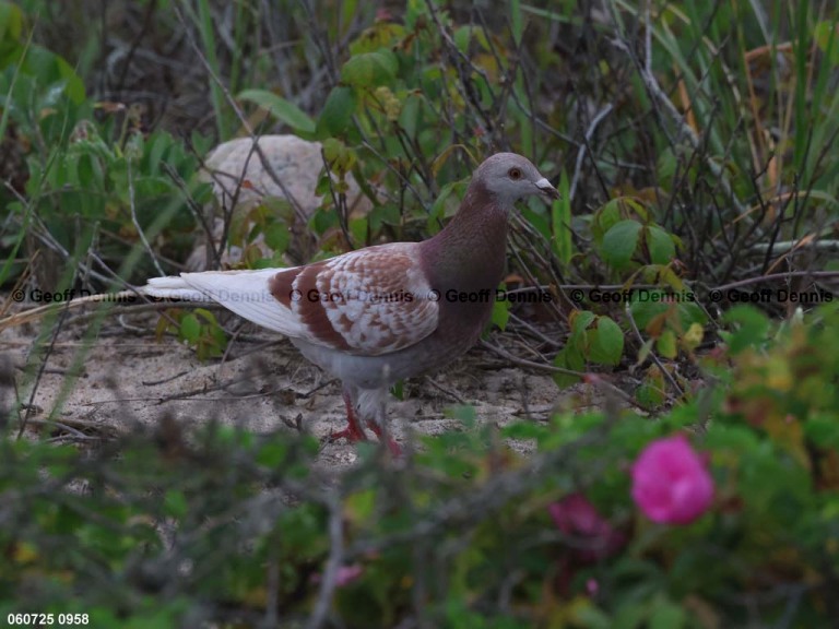 ROPI-AE_Rock-Pigeon