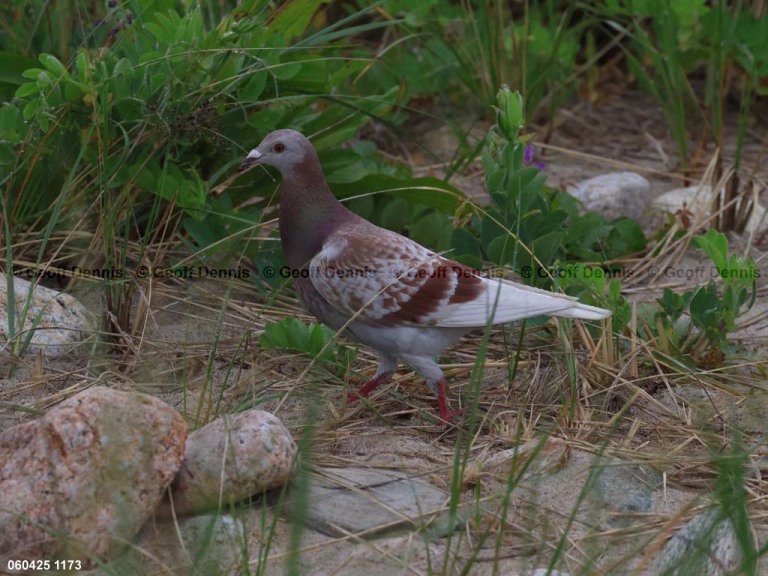ROPI-AF_Rock-Pigeon
