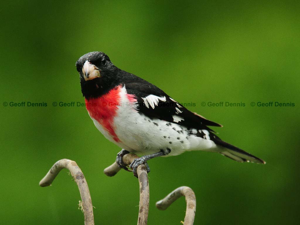 RBGB-AA_Rose-breasted-Grosbeak