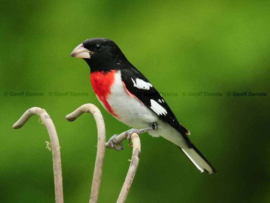 RBGB-AB_Rose-breasted-Grosbeak