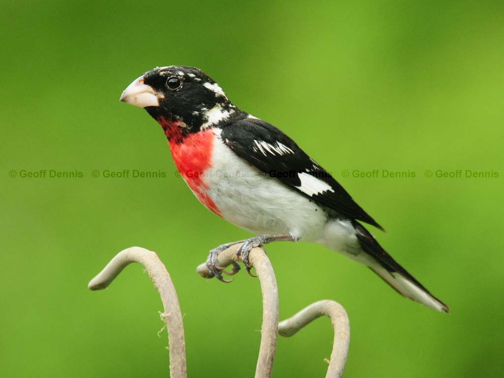 RBGB-AC_Rose-breasted-Grosbeak