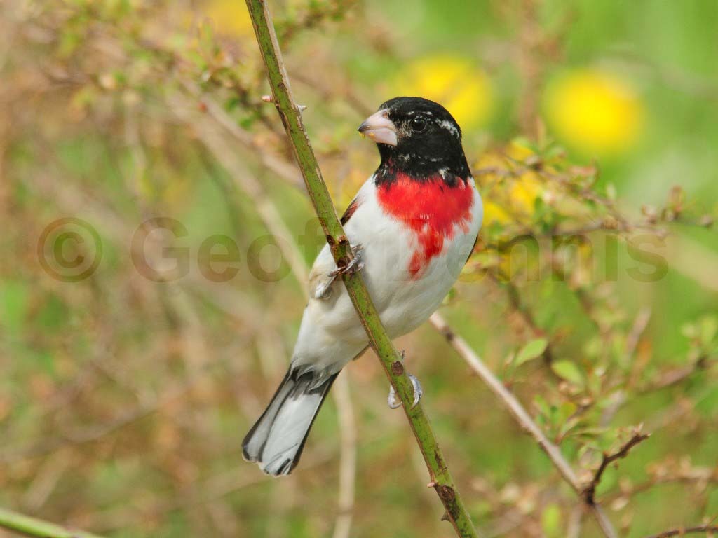 RBGB-AD_Rose-breasted-Grosbeak
