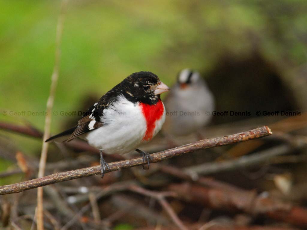 RBGB-AE_Rose-breasted-Grosbeak