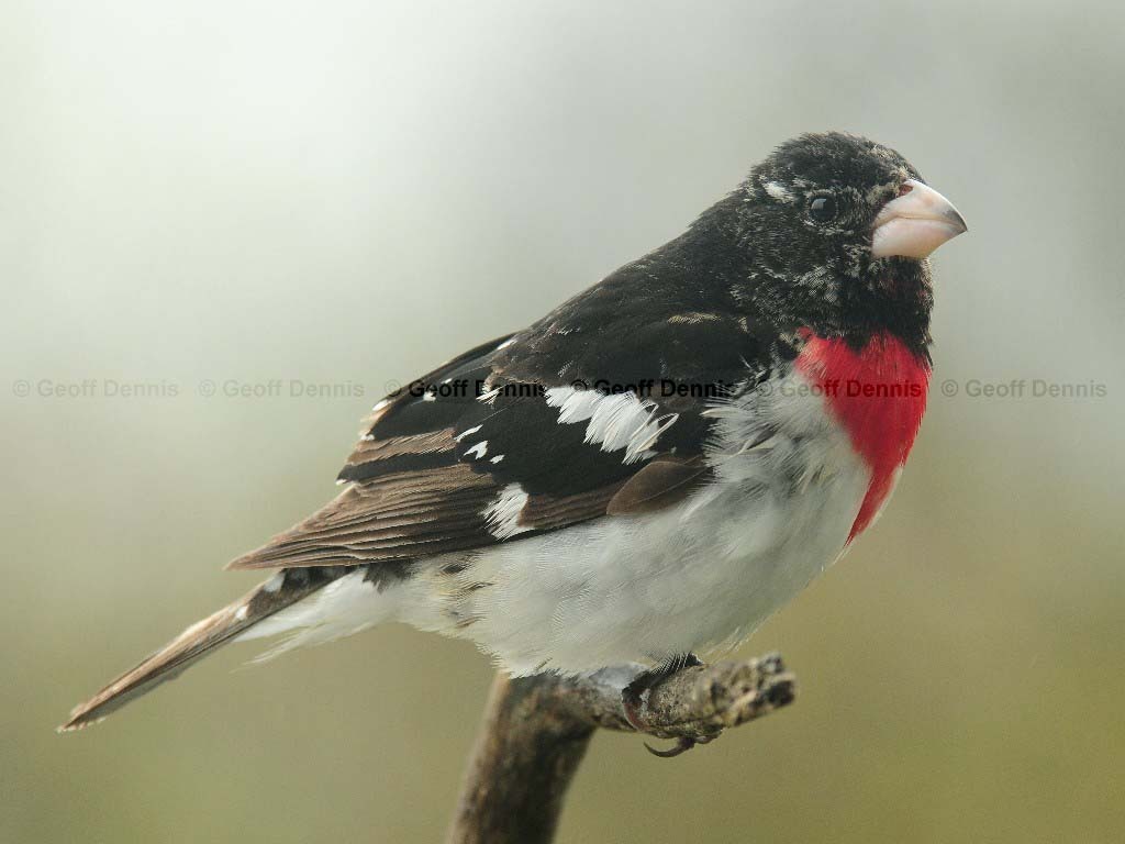RBGB-AF_Rose-breasted-Grosbeak