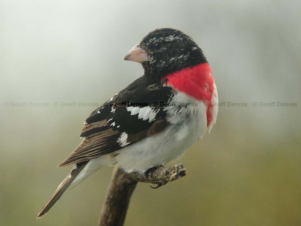 RBGB-AG_Rose-breasted-Grosbeak