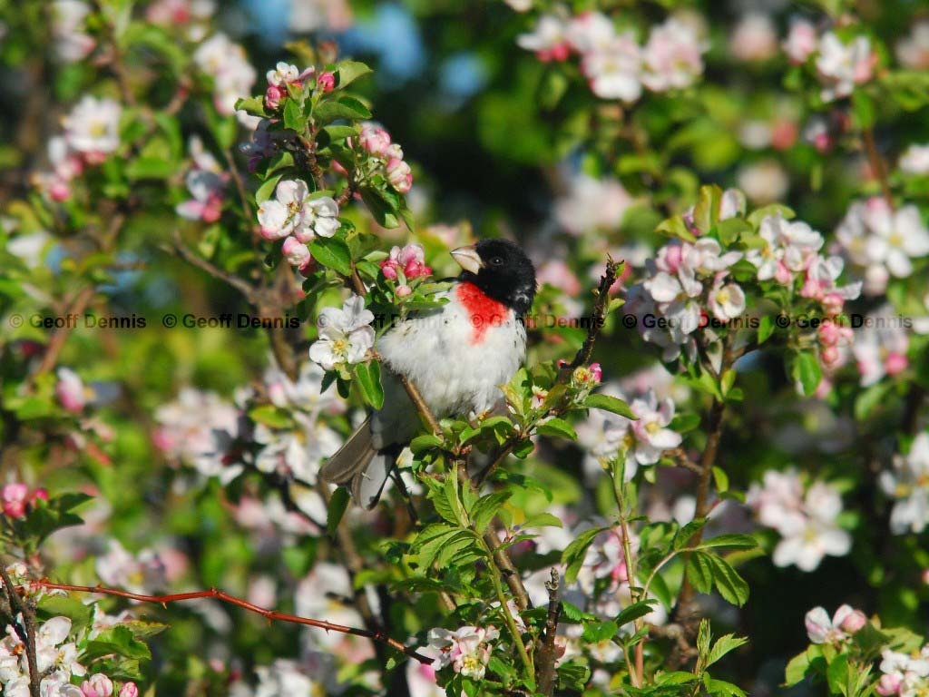 RBGB-AH_Rose-breasted-Grosbeak