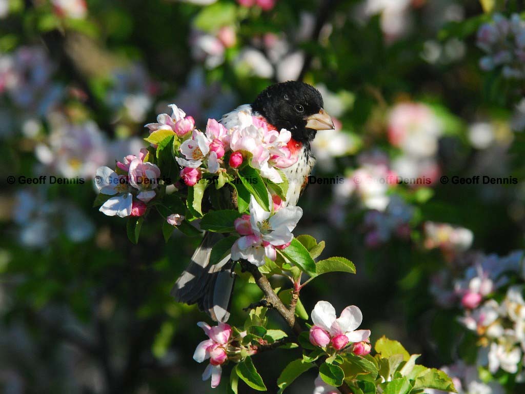 RBGB-AI_Rose-breasted-Grosbeak