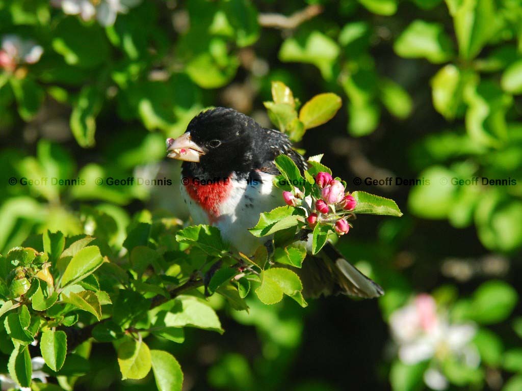 RBGB-AJ_Rose-breasted-Grosbeak