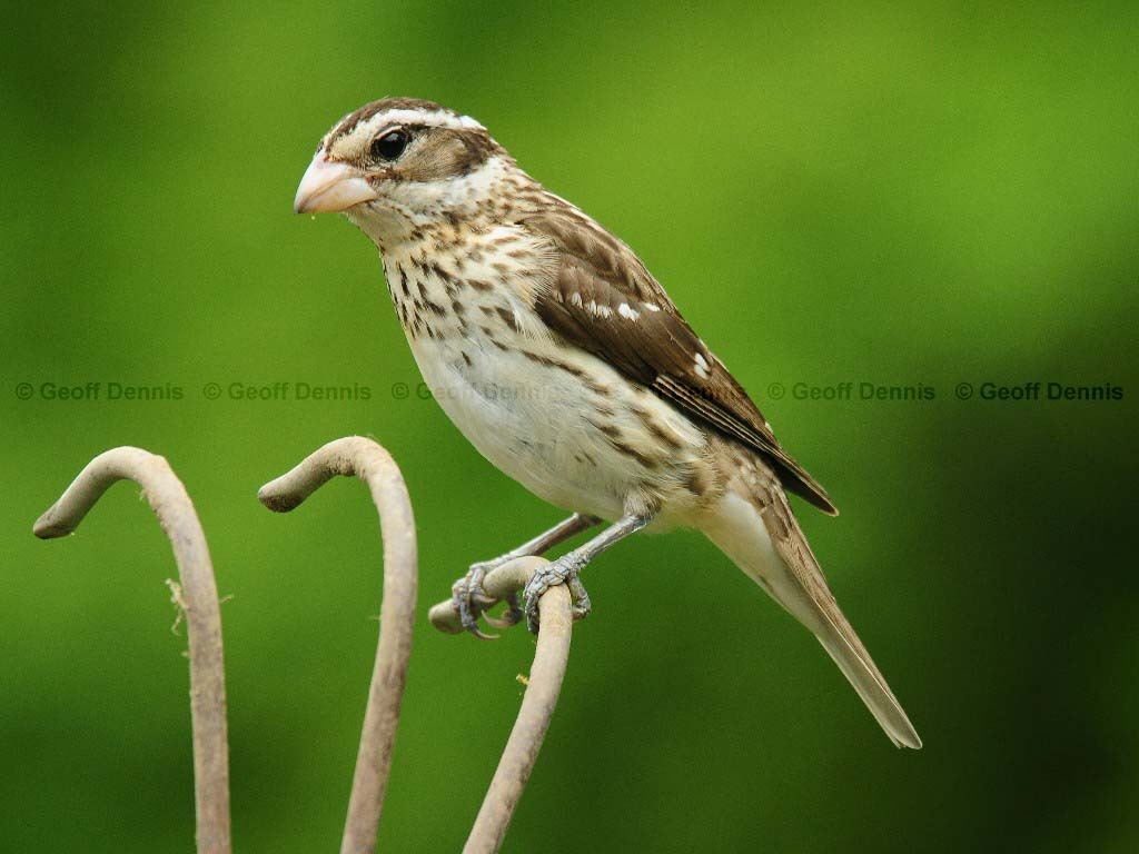 RBGB-AL_Rose-breasted-Grosbeak