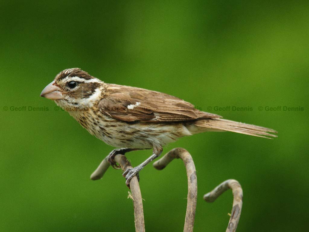 RBGB-AM_Rose-breasted-Grosbeak