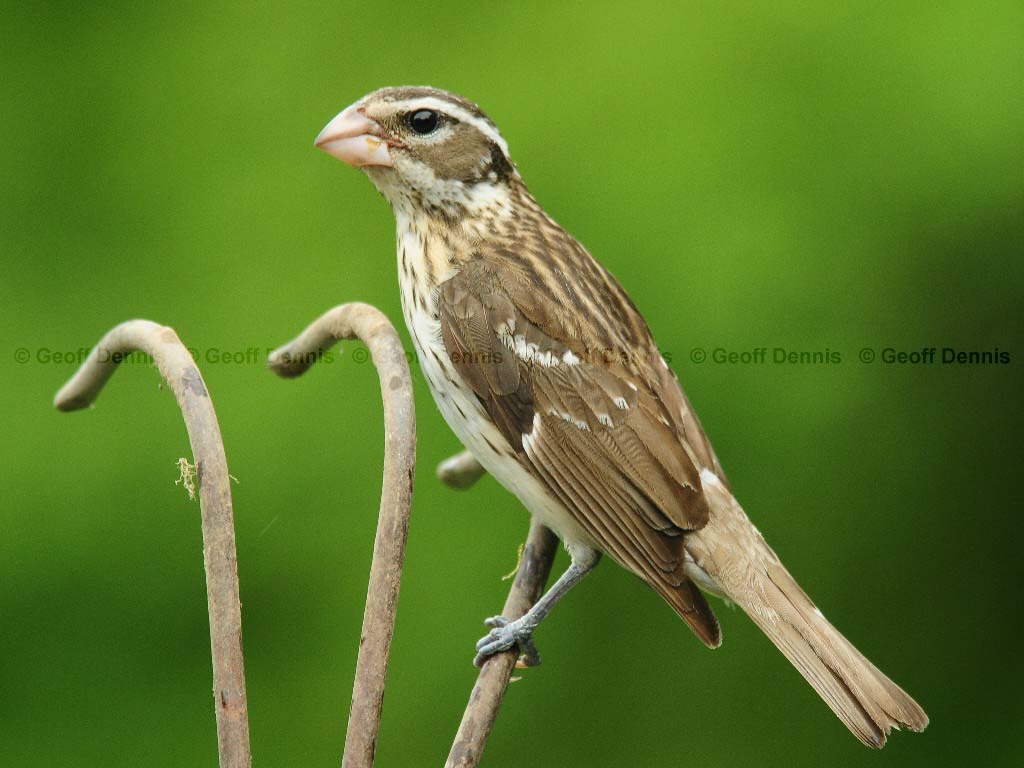 RBGB-AN_Rose-breasted-Grosbeak