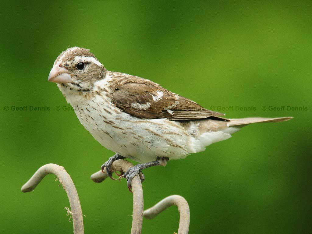 RBGB-AO_Rose-breasted-Grosbeak