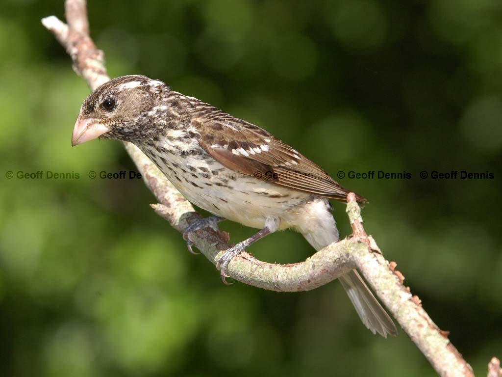 RBGB-AP_Rose-breasted-Grosbeak