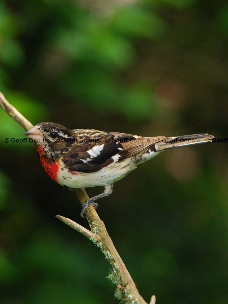 RBGB-AQ_Rose-breasted-Grosbeak