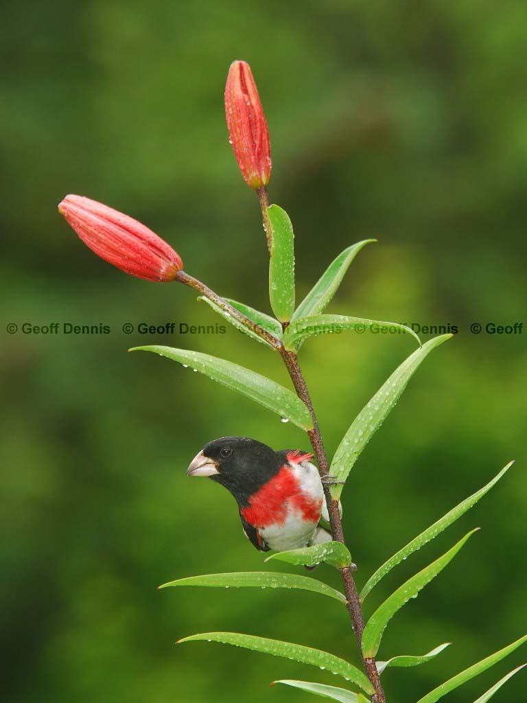 RBGB-AR_Rose-breasted-Grosbeak