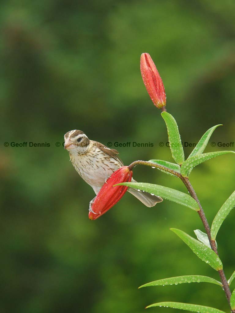 RBGB-AS_Rose-breasted-Grosbeak