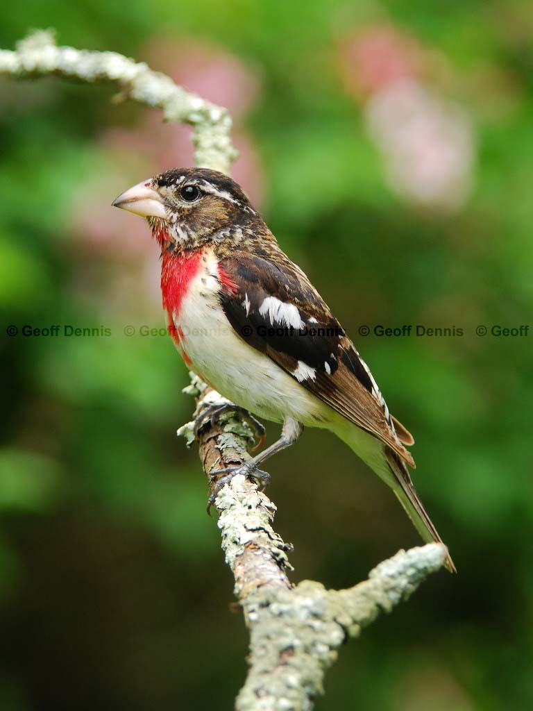 RBGB-AT_Rose-breasted-Grosbeak
