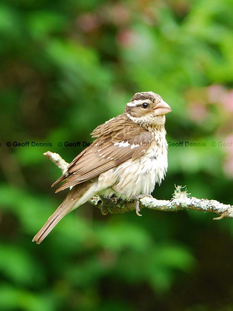 RBGB-AU_Rose-breasted-Grosbeak