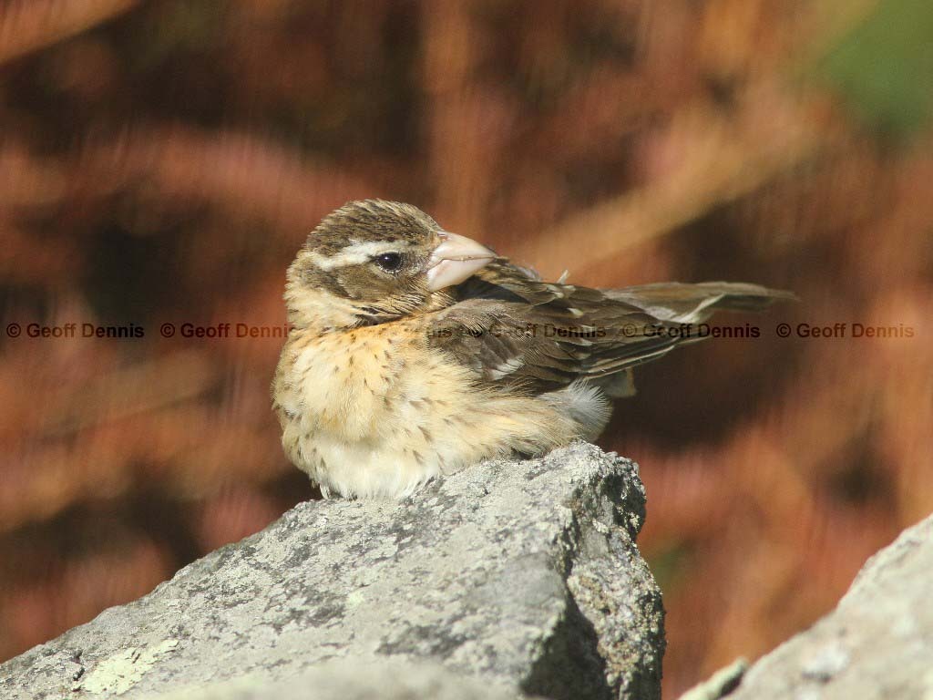 RBGB-AV_Rose-breasted-Grosbeak