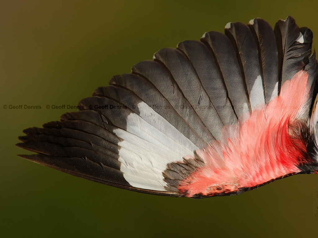 RBGB-AW_Rose-breasted-Grosbeak
