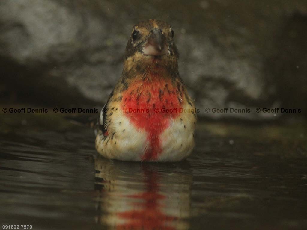 RBGB-AY_Rose-breasted-Grosbeak