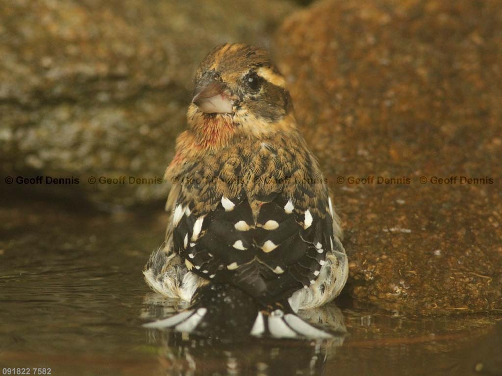 RBGB-AZ_Rose-breasted-Grosbeak