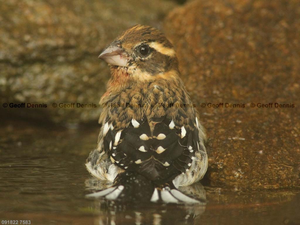 RBGB-BA_Rose-breasted-Grosbeak