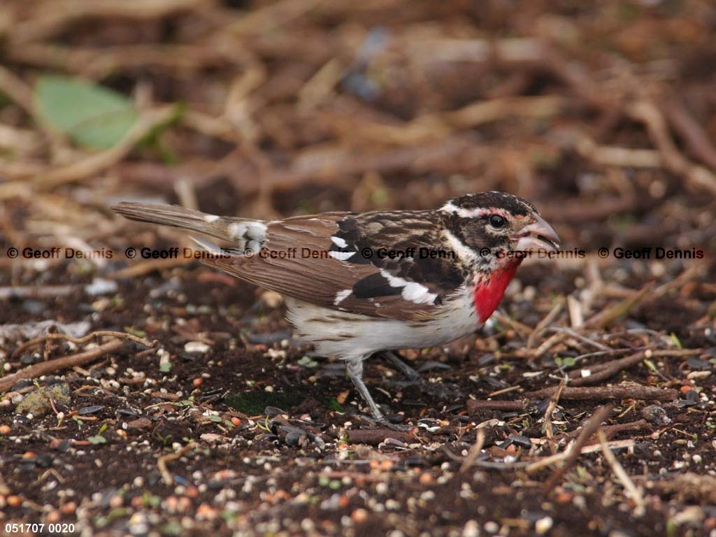 RBGB-BB_Rose-breasted-Grosbeak