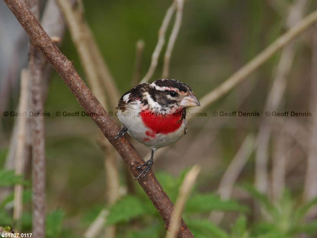 RBGB-BC_Rose-breasted-Grosbeak