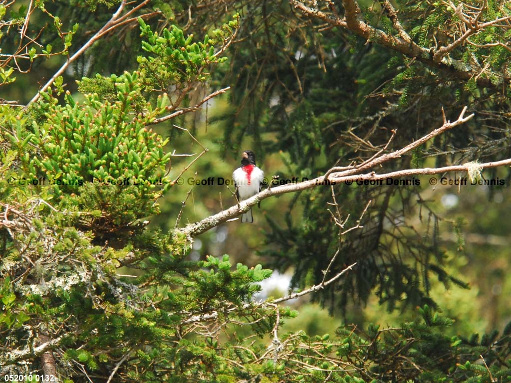 RBGB-BD_Rose-breasted-Grosbeak