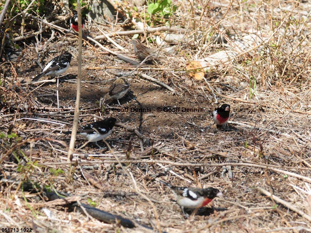 RBGB-BE_Rose-breasted-Grosbeak
