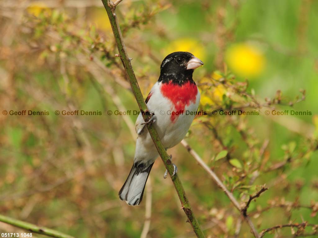 RBGB-BF_Rose-breasted-Grosbeak