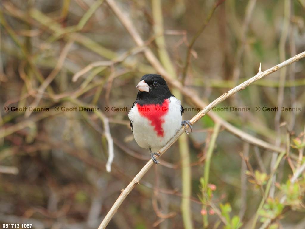 RBGB-BG_Rose-breasted-Grosbeak
