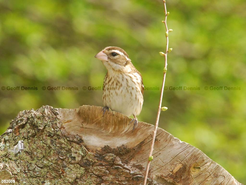 RBGB-BH_Rose-breasted-Grosbeak