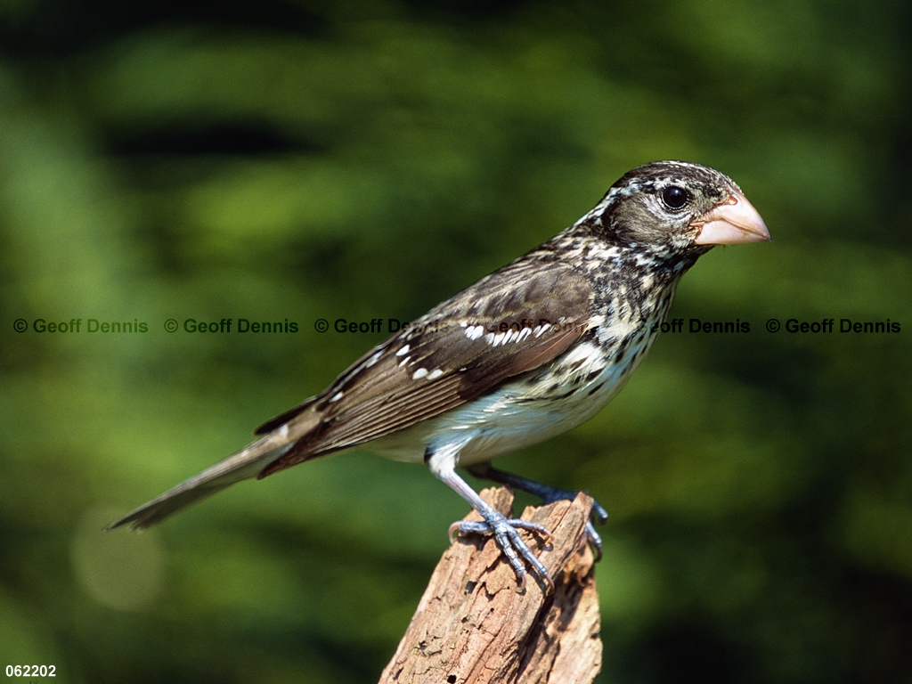 RBGB-BJ_Rose-breasted-Grosbeak
