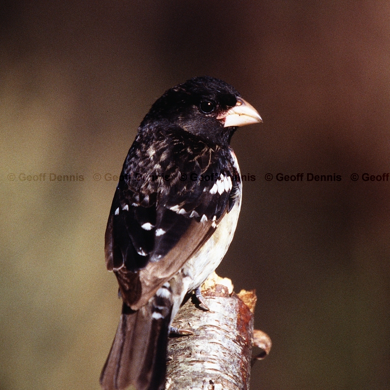 RBGB-BK_Rose-breasted-Grosbeak