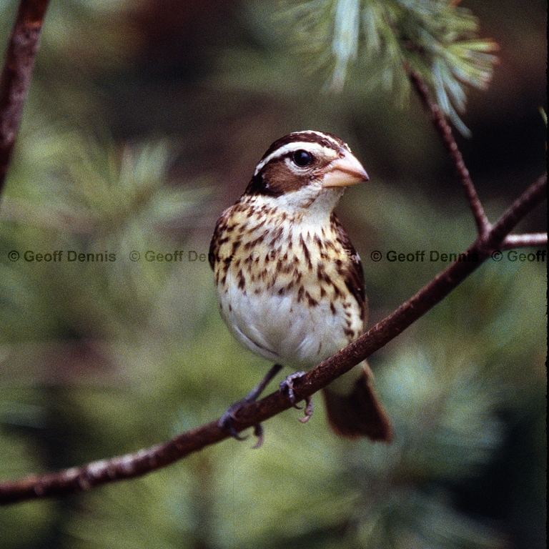 RBGB-BL_Rose-breasted-Grosbeak