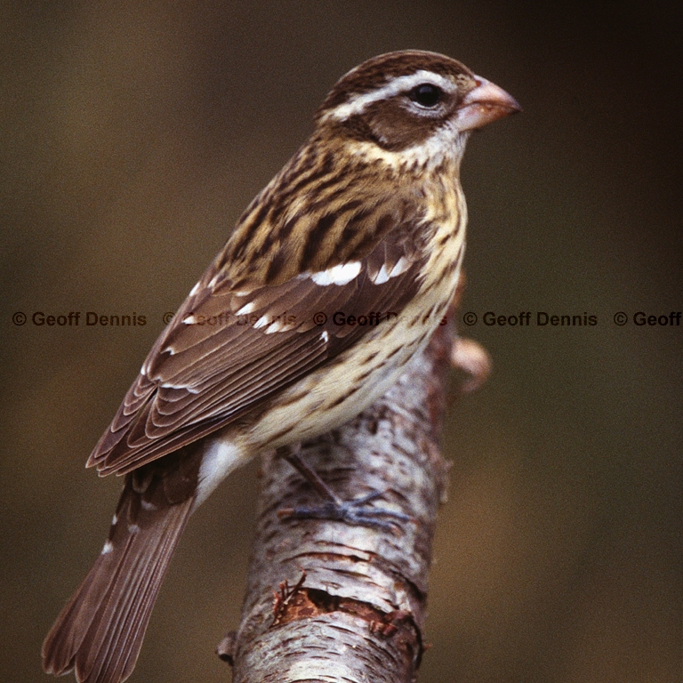 RBGB-BM_Rose-breasted-Grosbeak