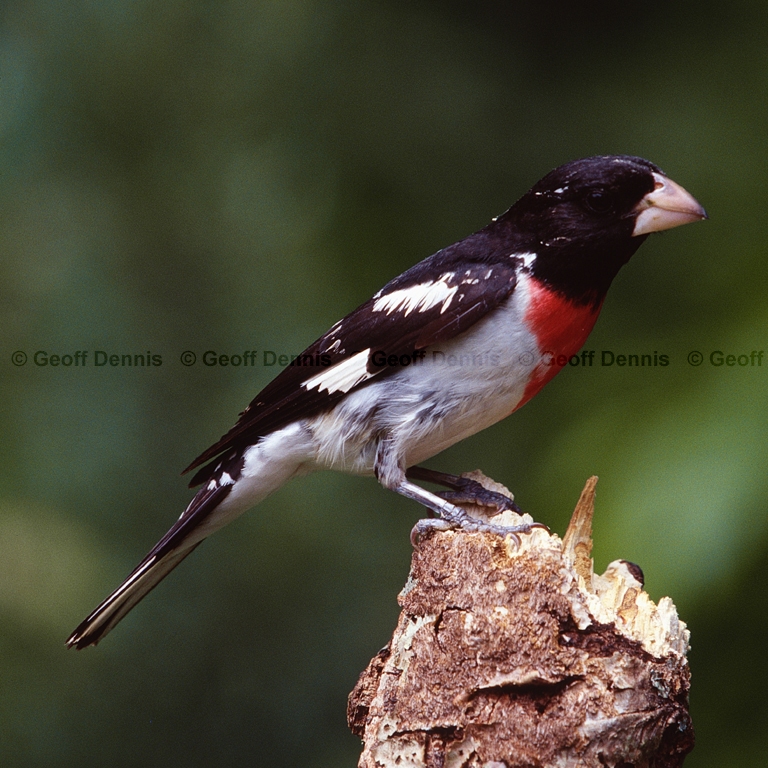 RBGB-BN_Rose-breasted-Grosbeak