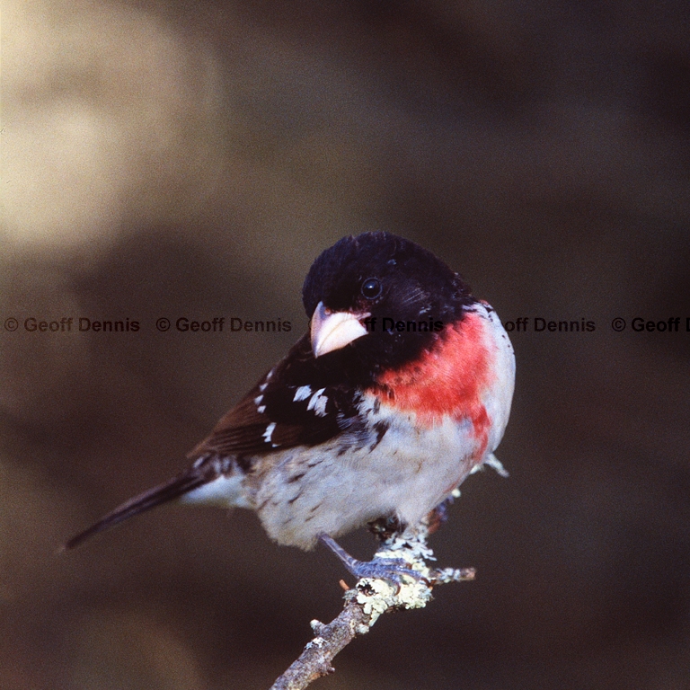 RBGB-BO_Rose-breasted-Grosbeak