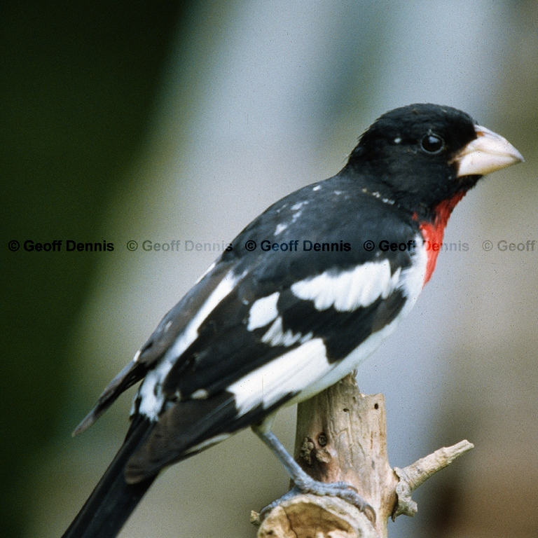 RBGB-BP_Rose-breasted-Grosbeak