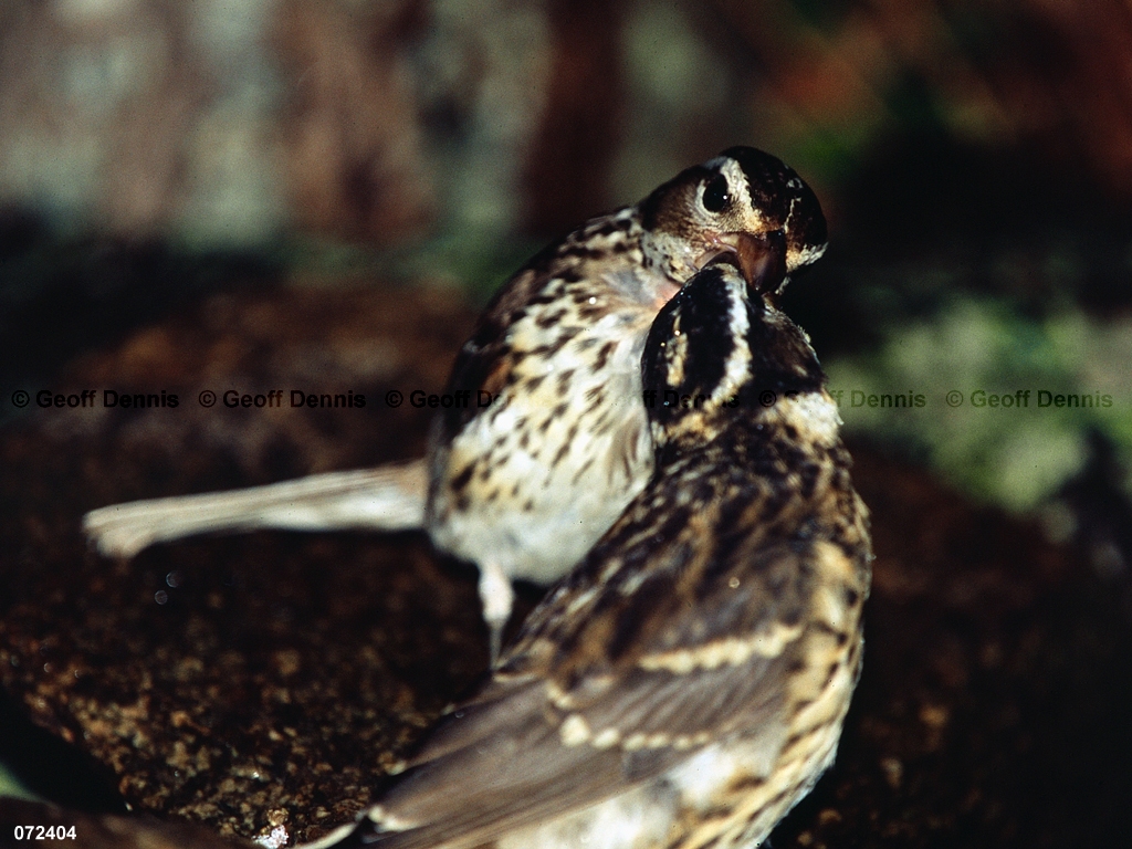 RBGB-BQ_Rose-breasted-Grosbeak