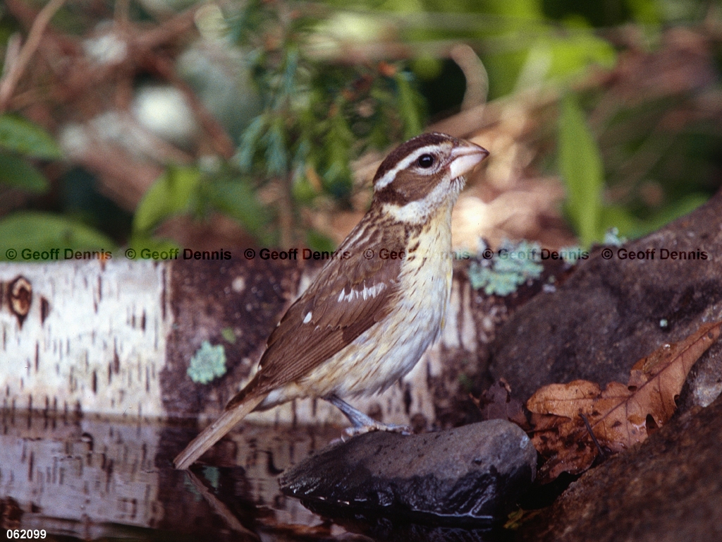 RBGB-BR_Rose-breasted-Grosbeak