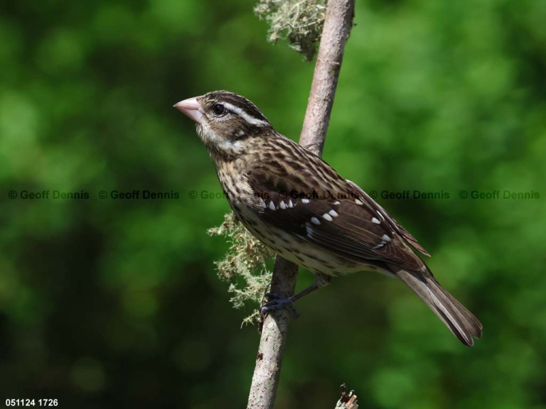 RBGB-BS_Rose-breasted-Grosbeak