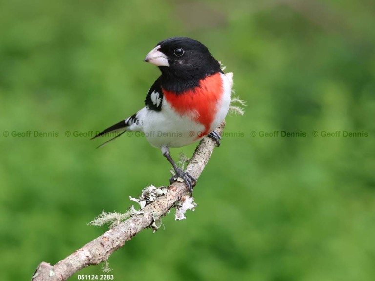 RBGB-BT_Rose-breasted-Grosbeak