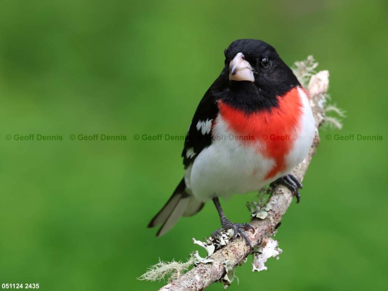 RBGB-BU_Rose-breasted-Grosbeak