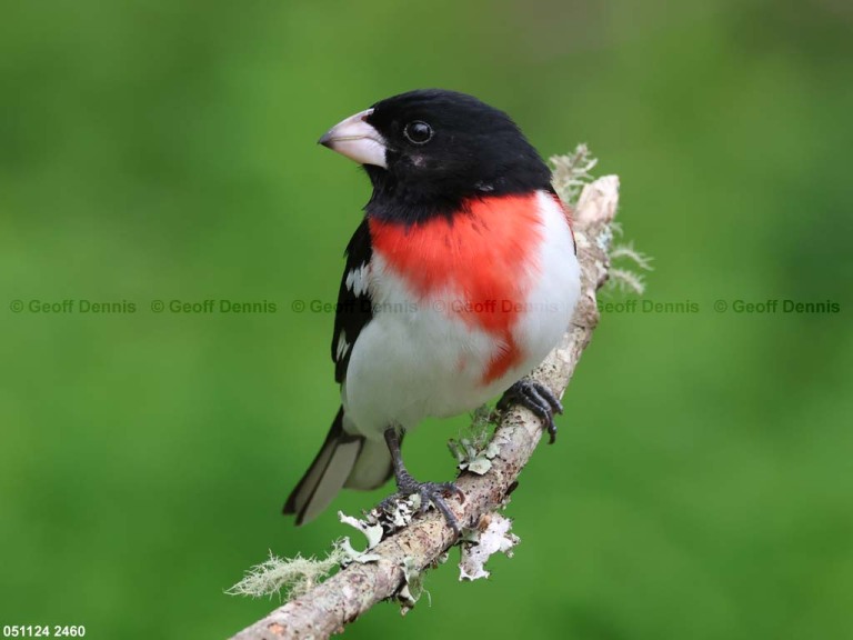 RBGB-BV_Rose-breasted-Grosbeak