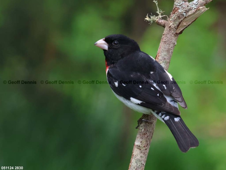 RBGB-BW_Rose-breasted-Grosbeak